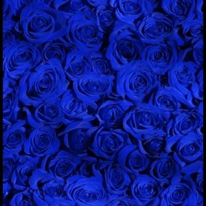 Meet your Posher, Dan